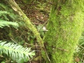 Paddestoel die groeit op het mos op een boom.JPG