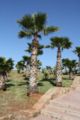 Palmbomen in Marokko.JPG